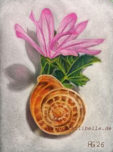 Stillleben bestehend aus einer rosa Malvenblüte mit wenig grünem Blatt in einem Schneckenhaus